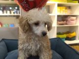4 Aylık Dişi Apricot Poodle