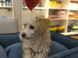 4 Aylık Dişi Apricot Poodle
