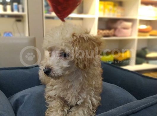 4 Aylık Dişi Apricot Poodle görsel