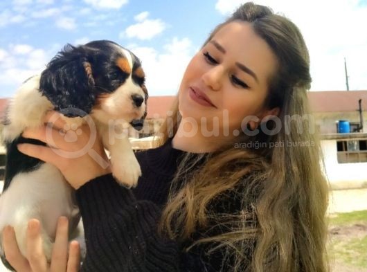 A Kalite Cavalier King Charles Bebeğimiz görsel