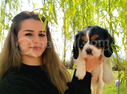 A Kalite Cavalier King Charles Bebeğimiz görsel