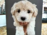 2 Aylık Orijinal Maltipoo