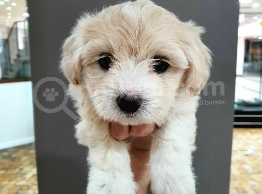 2 Aylık Orijinal Maltipoo görsel