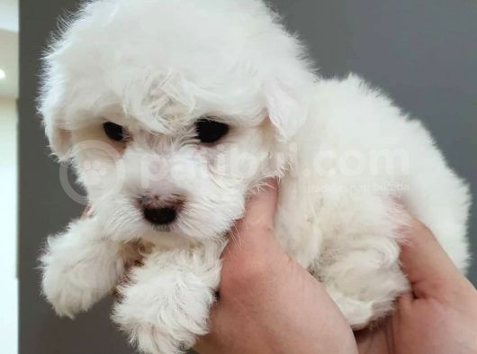 2 Aylık Orijinal Erkek Maltese görsel