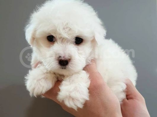 2 Aylık Orijinal Erkek Maltese görsel