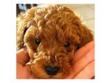 Sahi̇plendi̇rme Toy Poodle