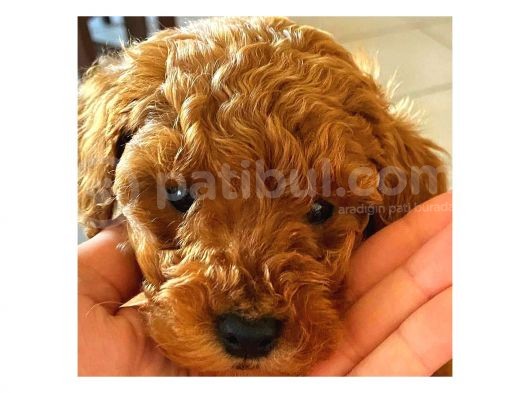 Sahi̇plendi̇rme Toy Poodle görsel