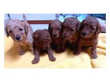 Sahi̇plendi̇rme Toy Poodle