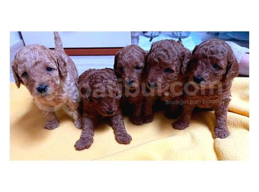 Sahi̇plendi̇rme Toy Poodle