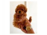 Sahi̇plendi̇rme Malti̇poo