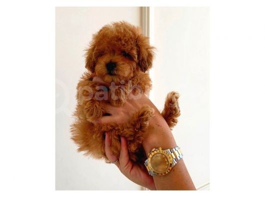 Sahi̇plendi̇rme Malti̇poo