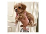 Sahi̇plendi̇rme Malti̇poo