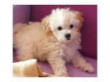 Sahi̇plendi̇rme Malti̇poo