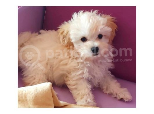 Sahi̇plendi̇rme Malti̇poo görsel