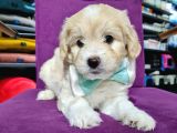 2 Aylık Orijinal Maltipoo