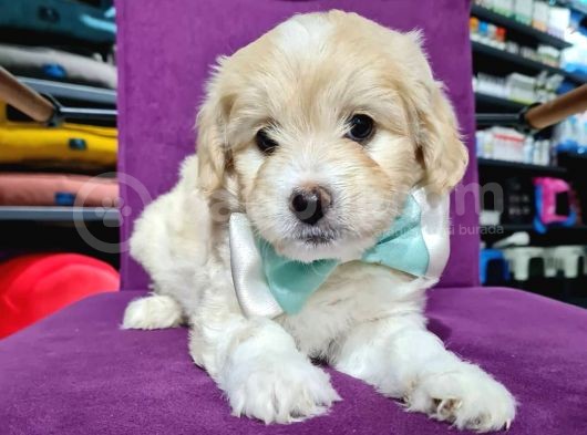 2 Aylık Orijinal Maltipoo görsel