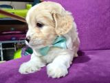 2 Aylık Orijinal Maltipoo