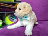 2 Aylık Orijinal Maltipoo