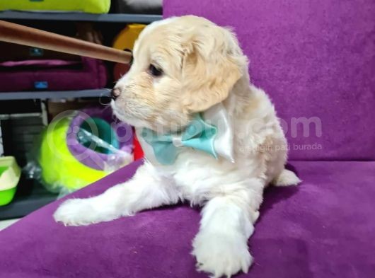2 Aylık Orijinal Maltipoo