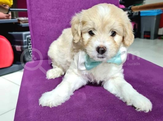 2 Aylık Orijinal Maltipoo görsel