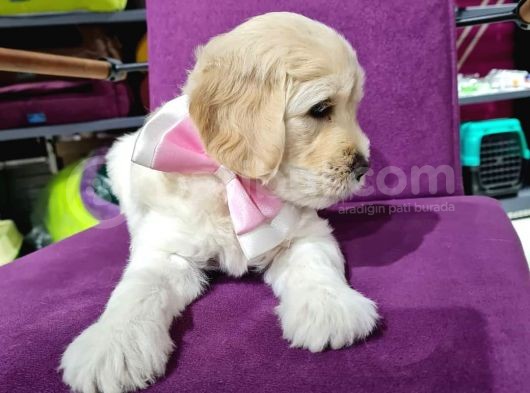 2 Aylık Orijinal Maltipoo görsel