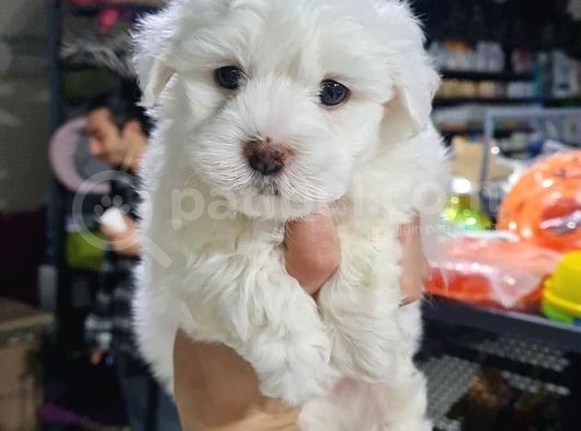 2 Aylık Orijinal Erkek Maltese