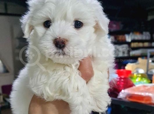 2 Aylık Orijinal Erkek Maltese görsel