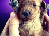 Red Poodle