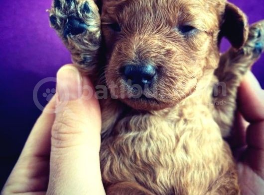 Red Poodle görsel