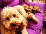 Red Poodle