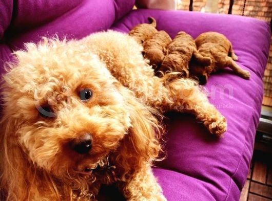 Red Poodle