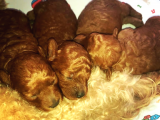 Red Poodle