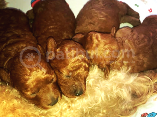 Red Poodle görsel