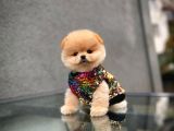 Irk Ve Sağlık Garantili Pomeranian Boo Yavrularımız