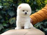 Yakişikli Pomerai̇nan Boo