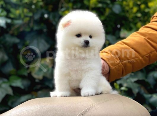 Yakişikli Pomerai̇nan Boo görsel