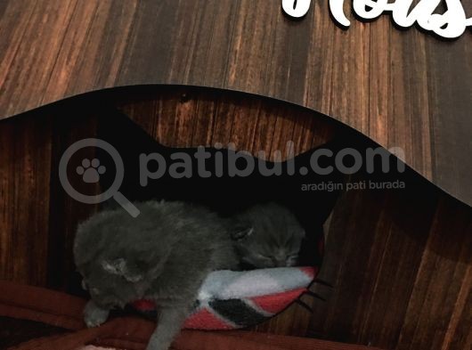 Güzel Kızımızın Yavruları Rezerve Açık görsel
