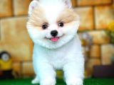 Tüy Dökülmesi Az Olan Pomeranian Yavrularımız