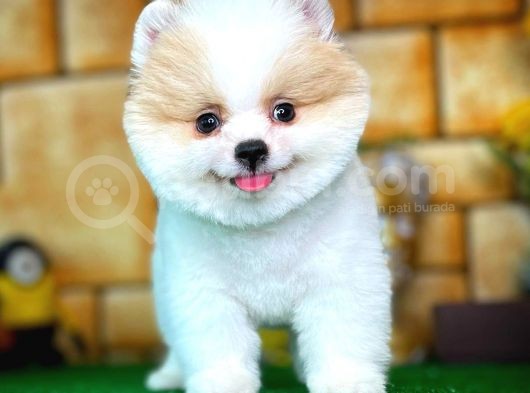 Tüy Dökülmesi Az Olan Pomeranian Yavrularımız