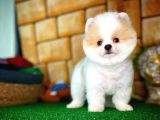 Tüy Dökülmesi Az Olan Pomeranian Yavrularımız