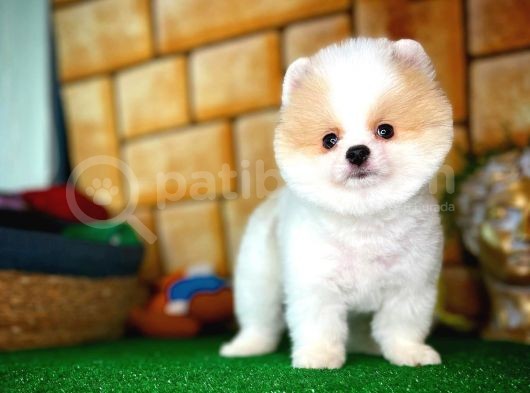 Tüy Dökülmesi Az Olan Pomeranian Yavrularımız görsel