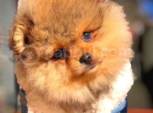 Show Class Secereli Pomeranian Yavrularımız görsel