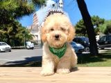 Safkan Toy Poodle Yavrularımız