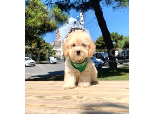 Safkan Toy Poodle Yavrularımız görsel