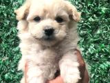 Secereli Dizayn Irk Maltipoo Yavrumuz