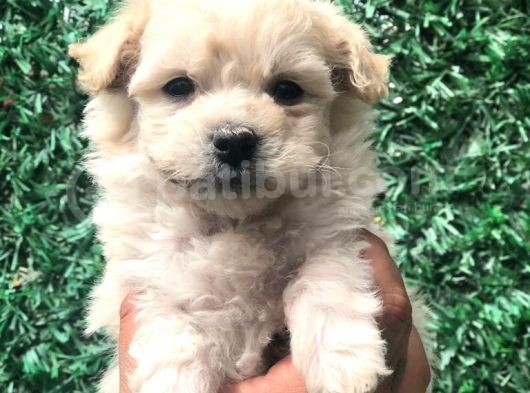 Secereli Dizayn Irk Maltipoo Yavrumuz görsel
