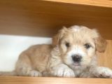Maltipoo Yavrular
