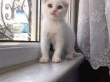 Odd Eyes Gen Taşıyıcı Muhteşem Bir Evlat