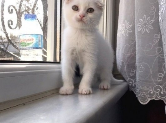Odd Eyes Gen Taşıyıcı Muhteşem Bir Evlat görsel