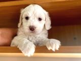 Maltipoo Yavrular